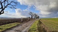 Fotografie cesty z Brtve do Prostřední Nové Vsi se starými jabloněmi a nově vysazenými stromy