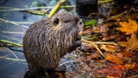 Fotografie jedince nutrie na okraji vodní plochy