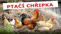 Ptačí chřipka