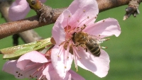 Včelaři